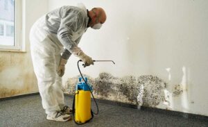 Mold Removal Water Mill NY